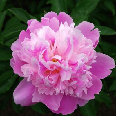 舟山房产信息网截图